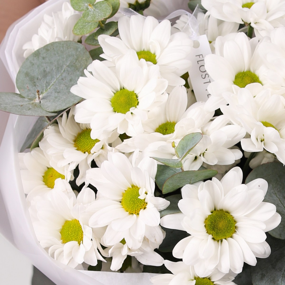 hrizantema romashka 779